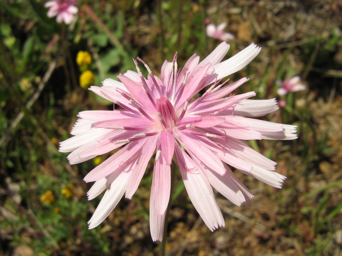 Изображение особи Crepis rubra.