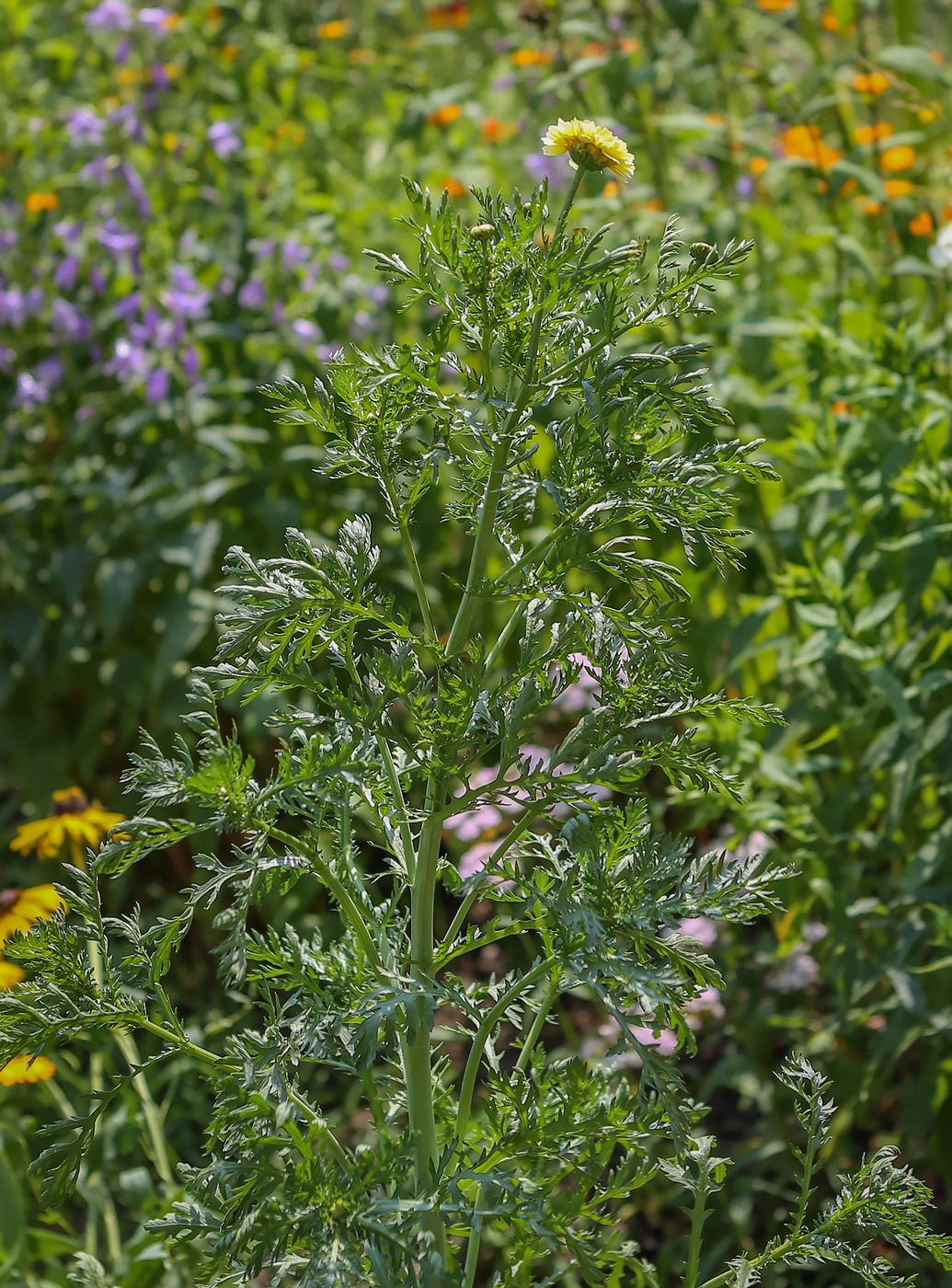 Изображение особи Glebionis coronaria.