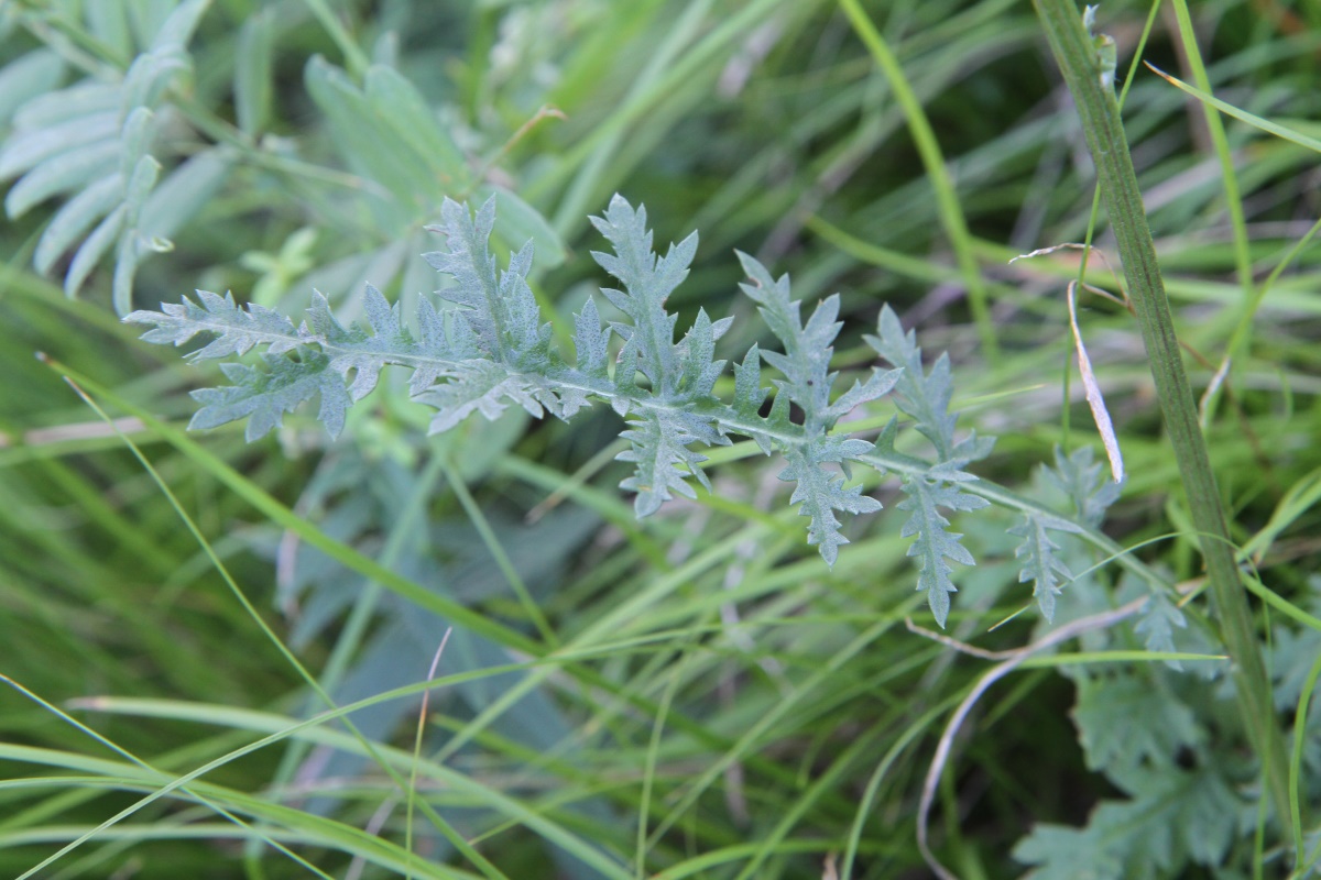 Изображение особи Artemisia tanacetifolia.