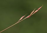 Festuca mollissima. Соплодие. Приморский край, Партизанский р-н, гора Ольховая, выс. 1600 м н.у.м., горная тундра. 29.07.2020.