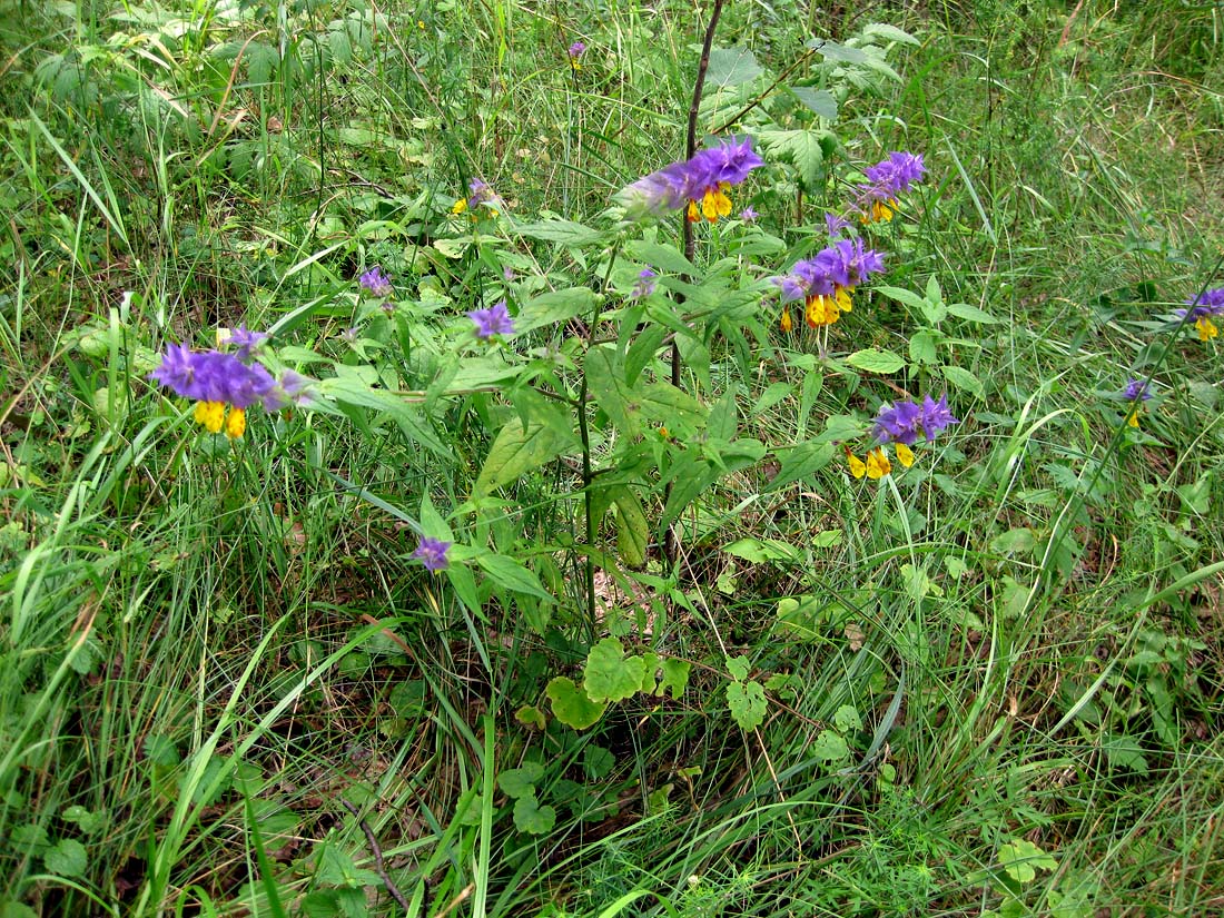 Изображение особи Melampyrum nemorosum.