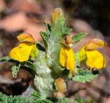 Phlomoides speciosa