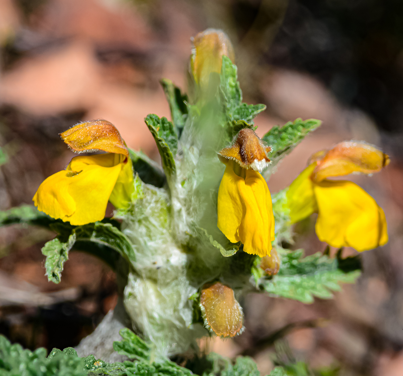 Изображение особи Phlomoides speciosa.