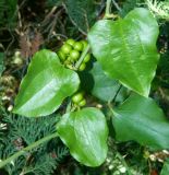 Smilax excelsa. Листья и незрелые плоды. Краснодарский край, городской округ Сочи, Сочи-Центр, Сочинский дендрарий, на стволе дерева. Июль 2020 г.