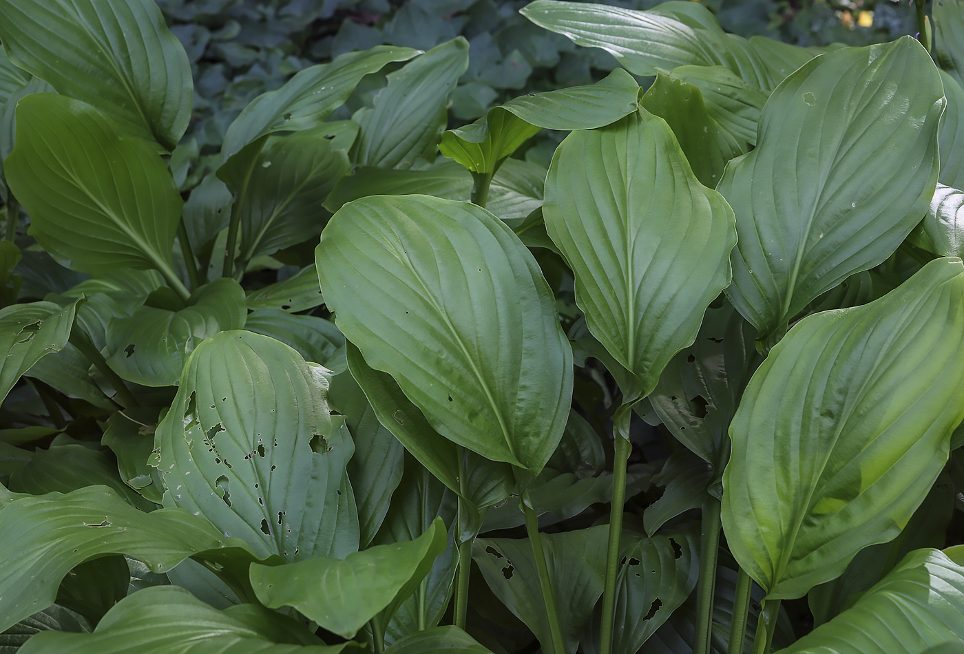 Изображение особи род Hosta.