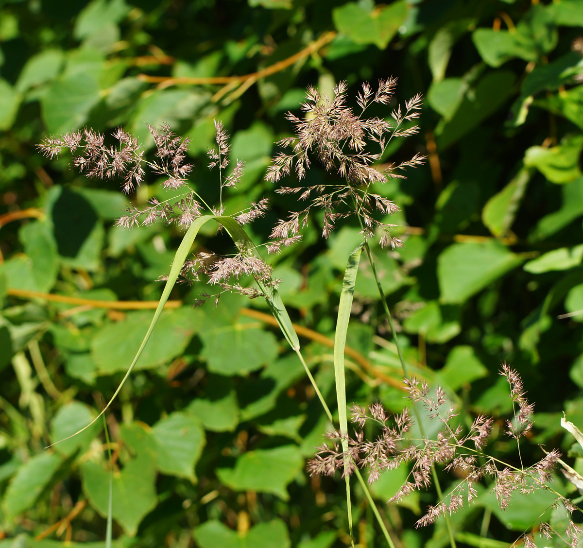 Image of Calamagrostis epigeios specimen.