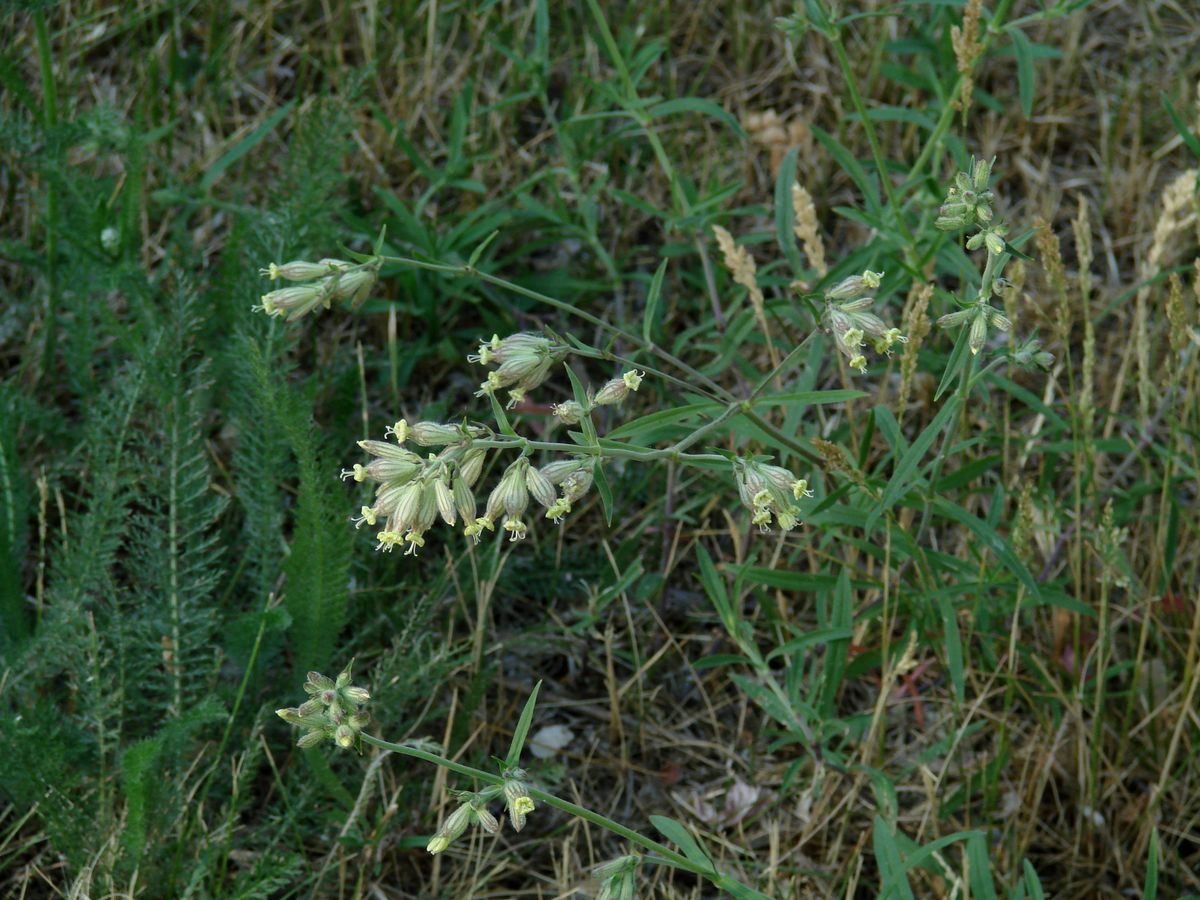 Image of Silene amoena specimen.