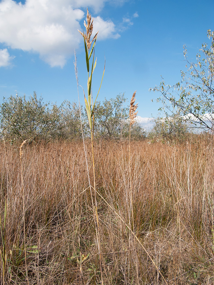 Изображение особи Phragmites australis.