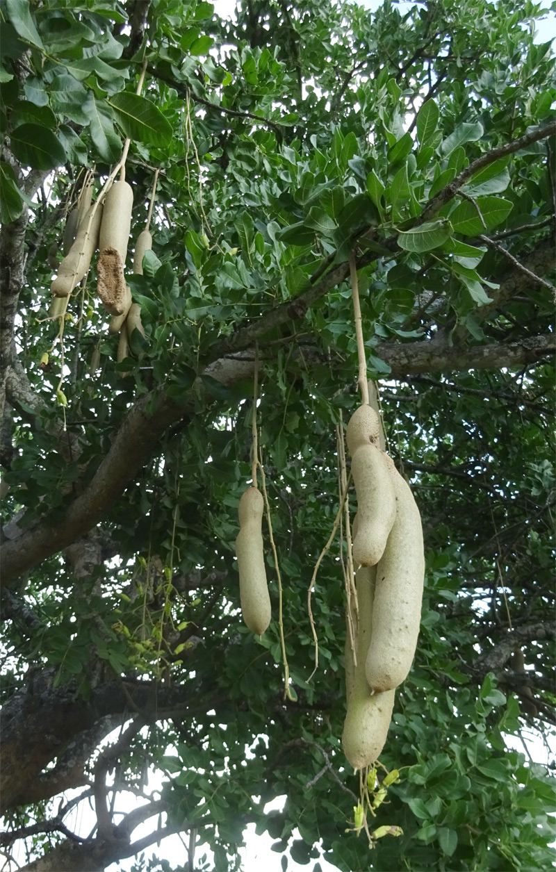 Image of Kigelia pinnata specimen.