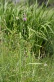 Gladiolus imbricatus