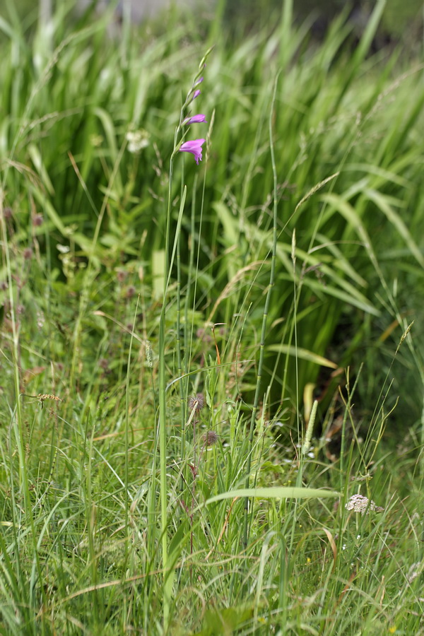 Image of Gladiolus imbricatus specimen.