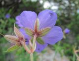 genus Geranium