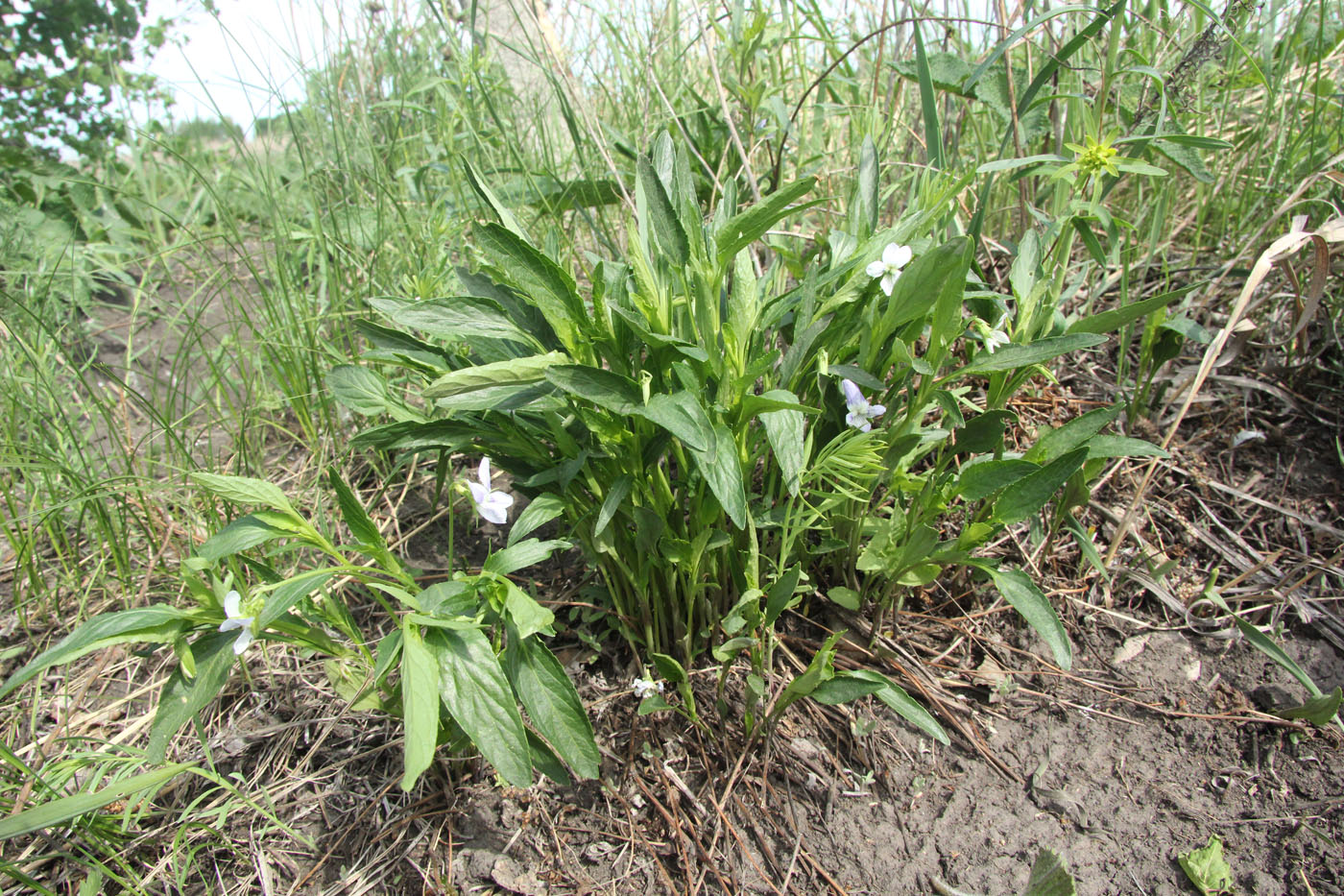 Image of Viola accrescens specimen.