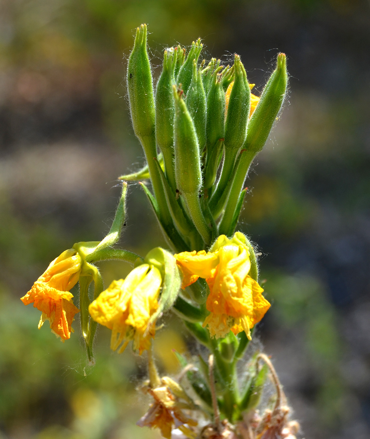 Изображение особи род Oenothera.