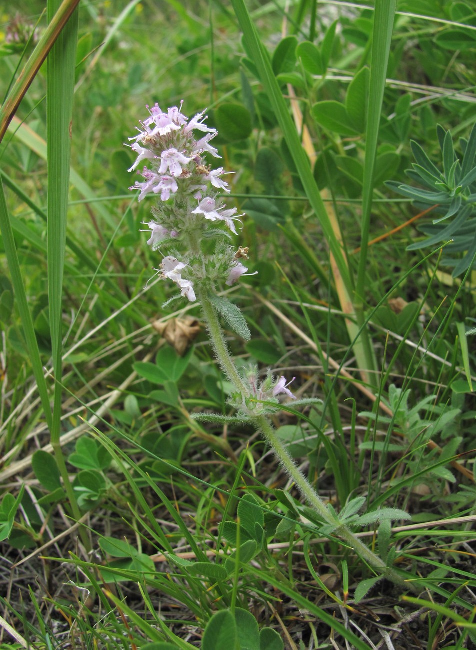 Изображение особи Thymus elisabethae.