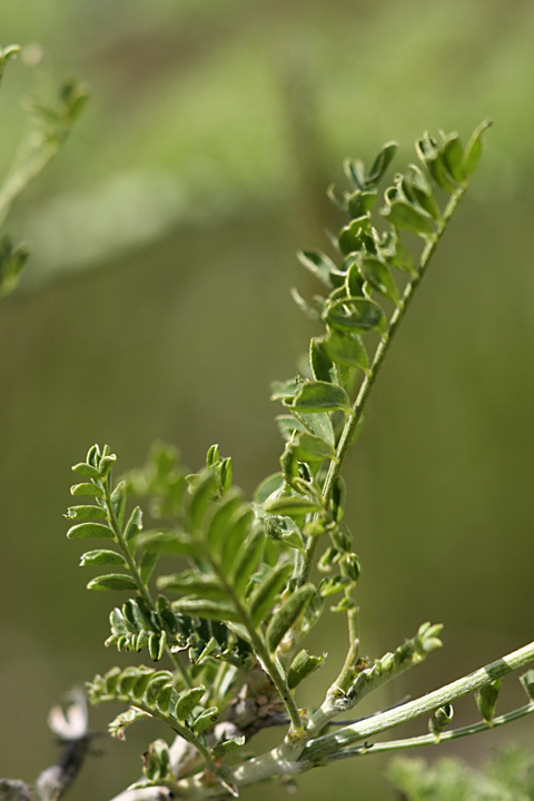 Изображение особи Astragalus neolipskyanus.