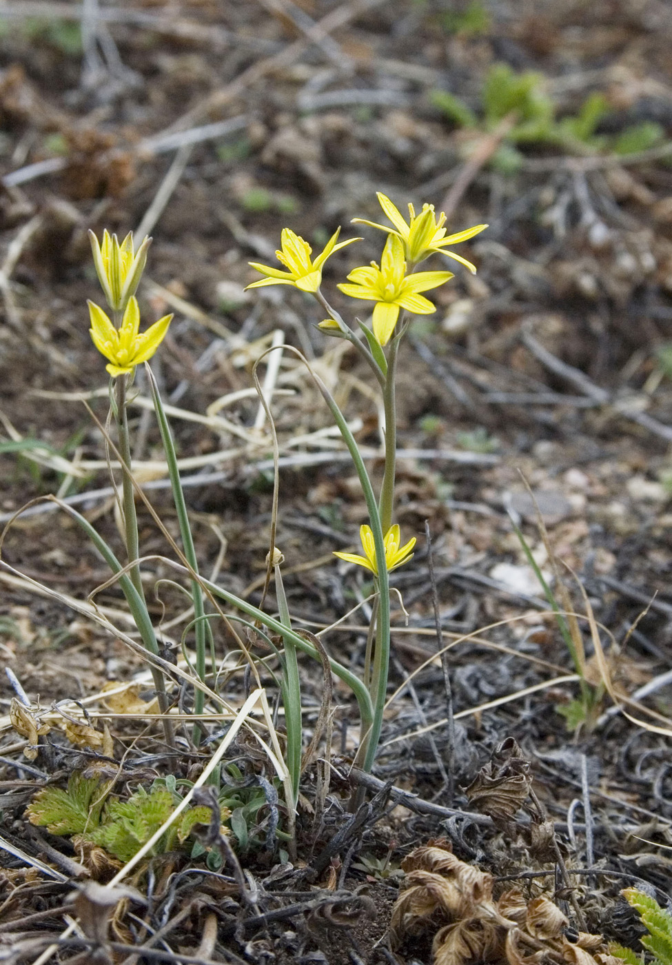 Изображение особи Gagea pauciflora.