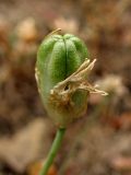 Ornithogalum gussonei. Незрелый плод. Греция, о. Родос, окр. поселения Лакки, заросли кустарников у обочины дороги. 6 мая 2011 г.