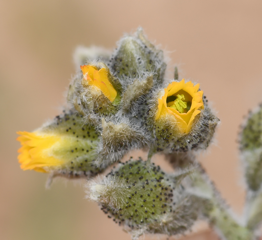 Image of Biebersteinia multifida specimen.