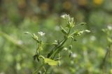 Stellaria neglecta