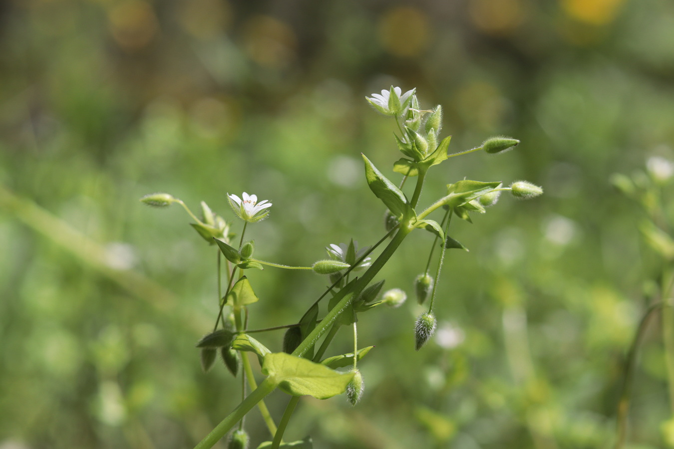 Изображение особи Stellaria neglecta.