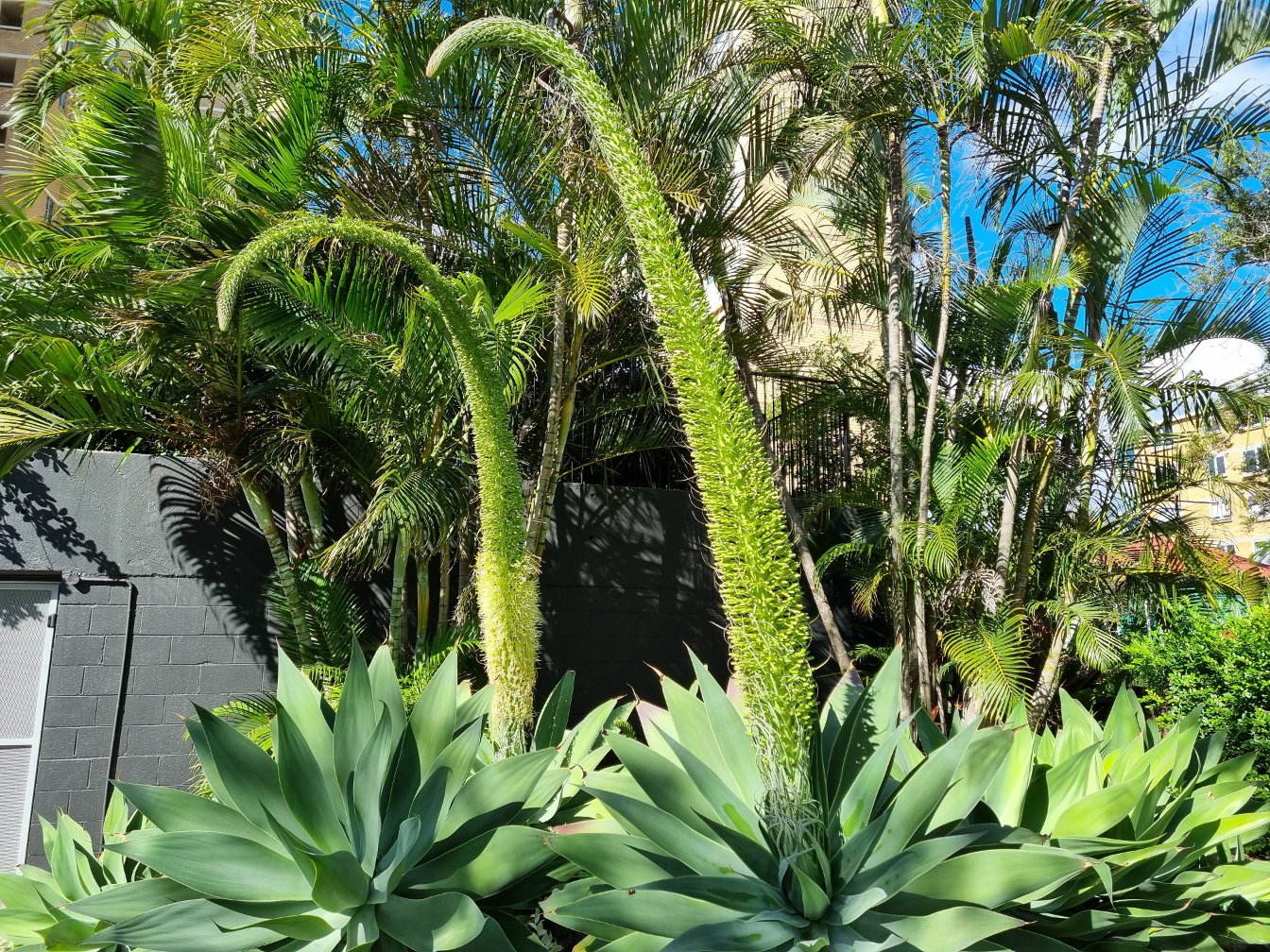 Image of Agave attenuata specimen.