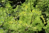 Caragana arborescens. Побеги с соцветиями ('Lorbergii'). Санкт-Петербург, Петроградский р-н, Ботанический сад им. Петра Великого, в культуре. 01.06.2021.