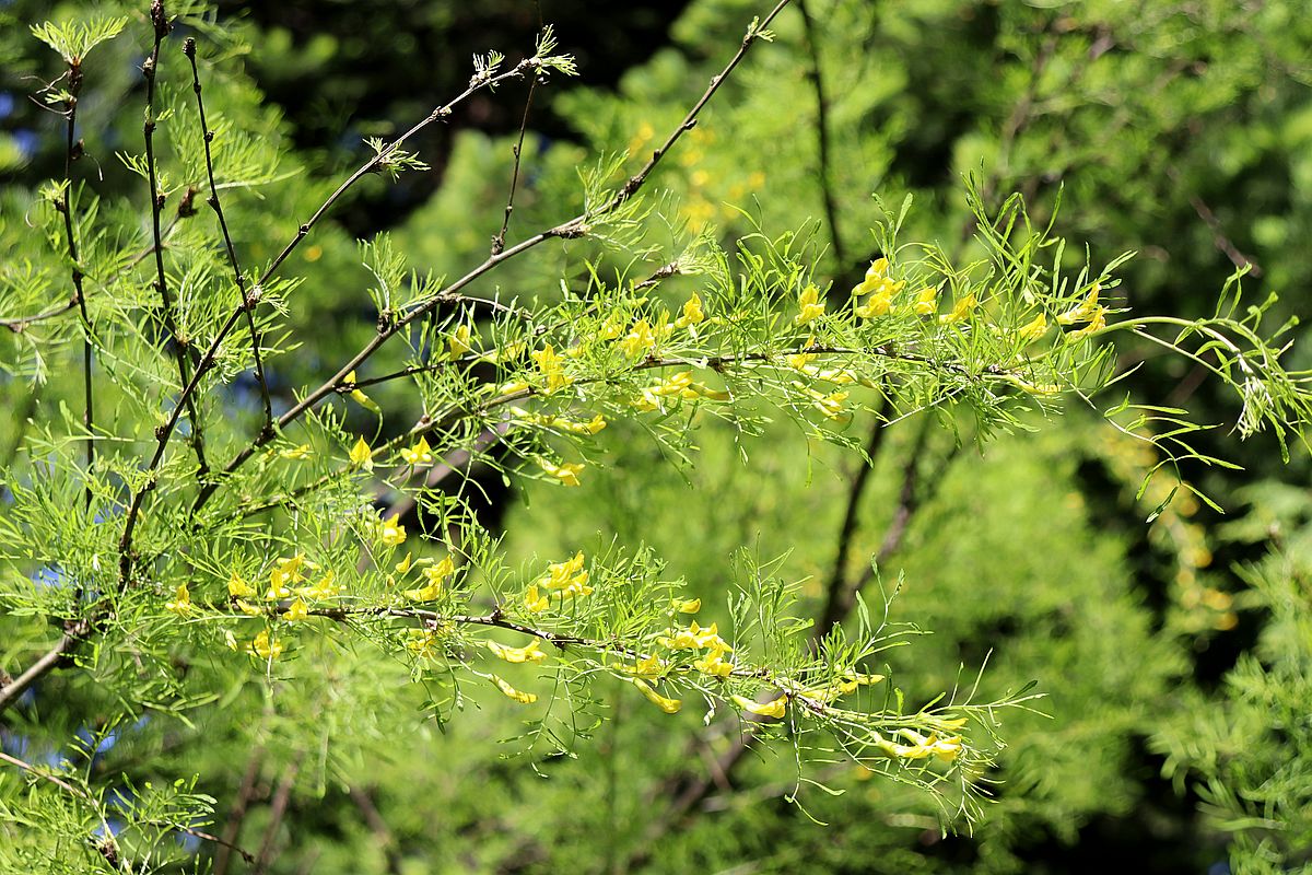 Image of Caragana arborescens specimen.