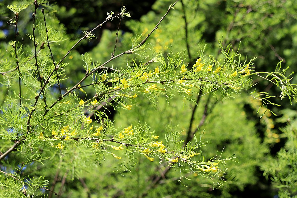 Изображение особи Caragana arborescens.