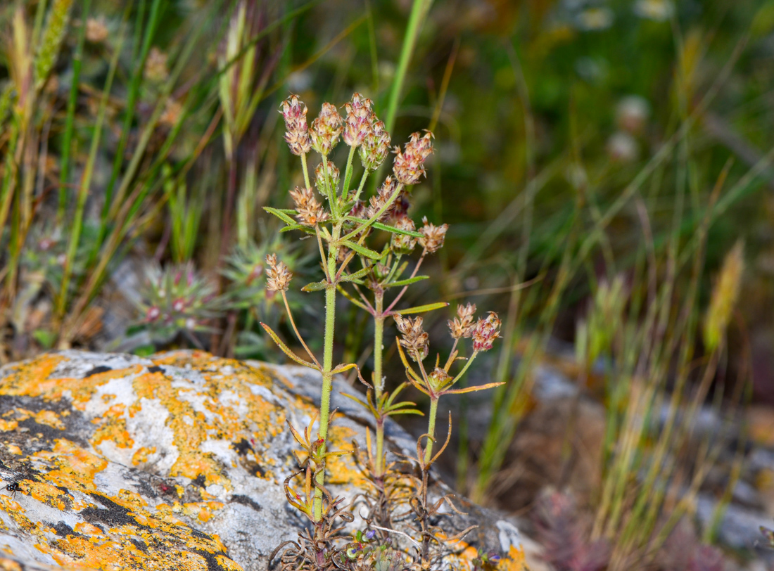 Image of Plantago afra specimen.