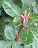 Rhus trilobata