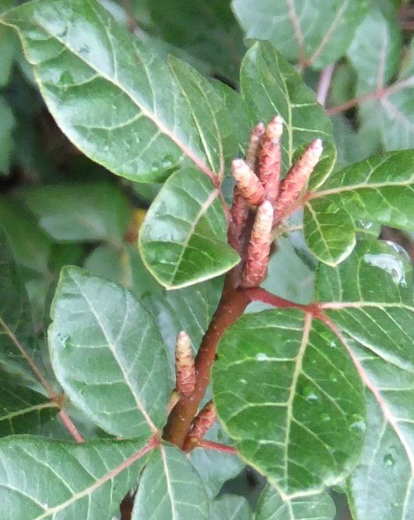 Изображение особи Rhus trilobata.