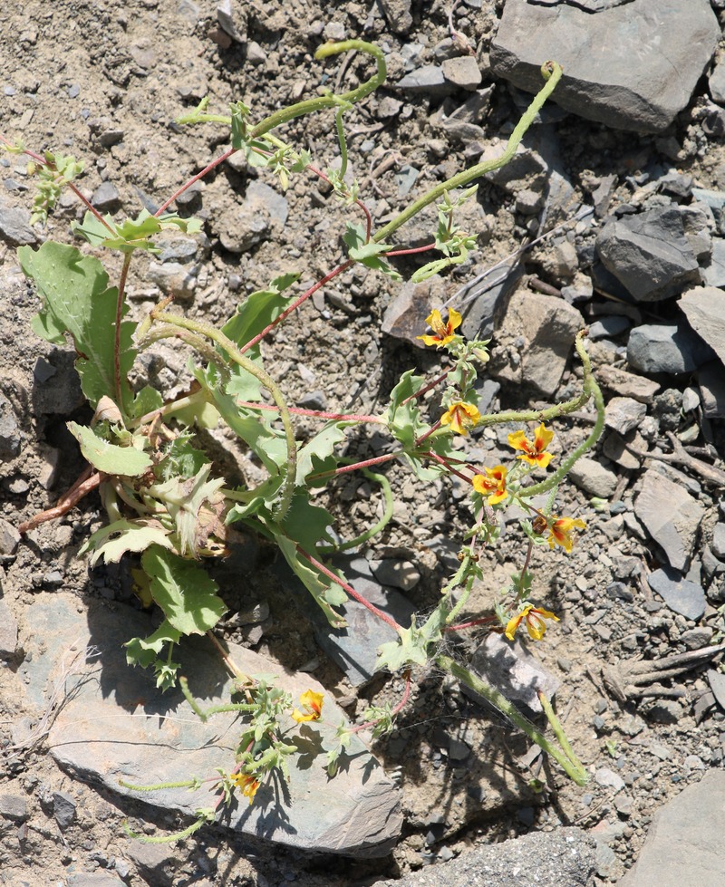 Image of Glaucium corniculatum specimen.