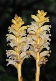 genus Orobanche