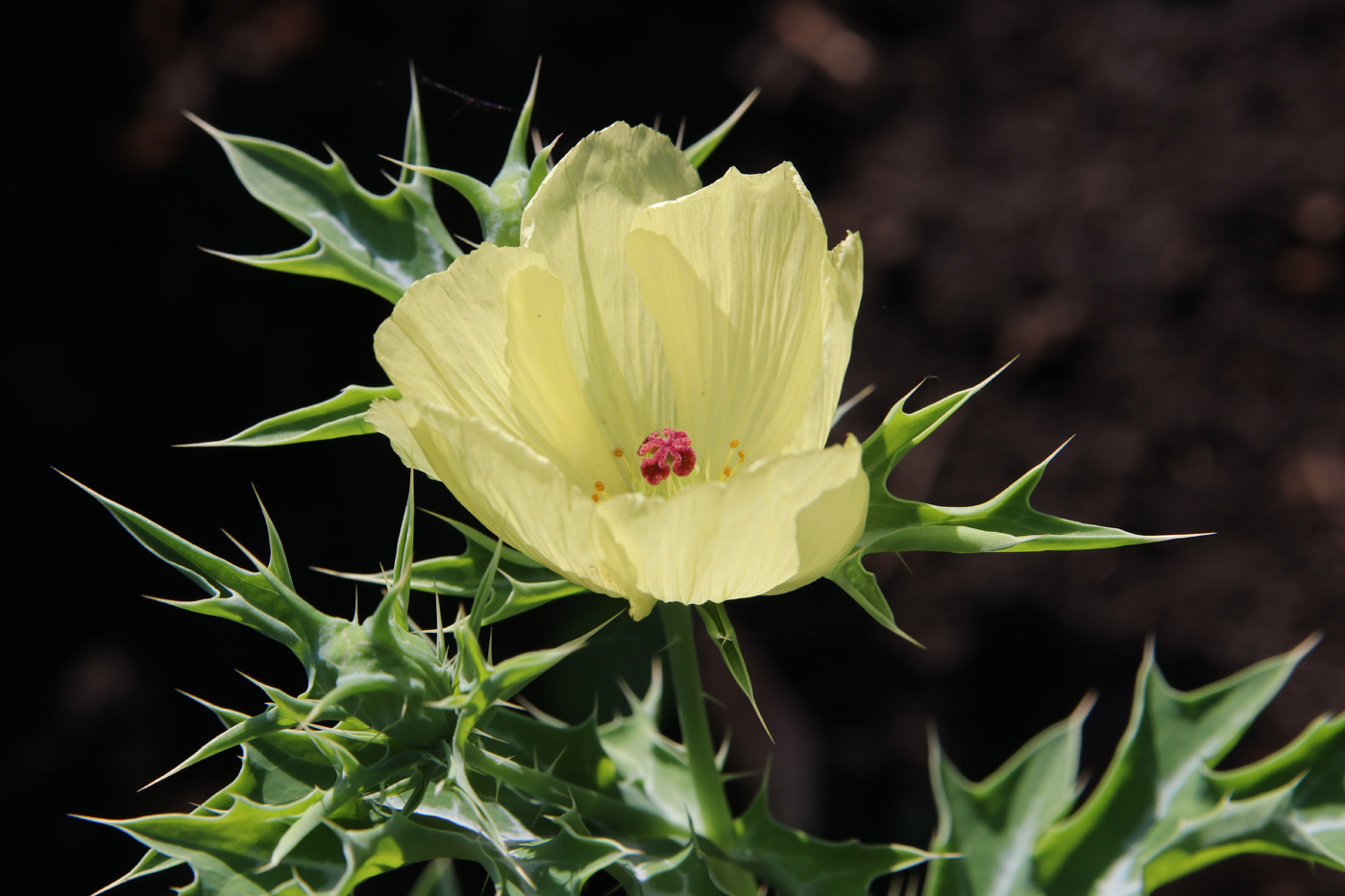 Изображение особи Argemone ochroleuca.