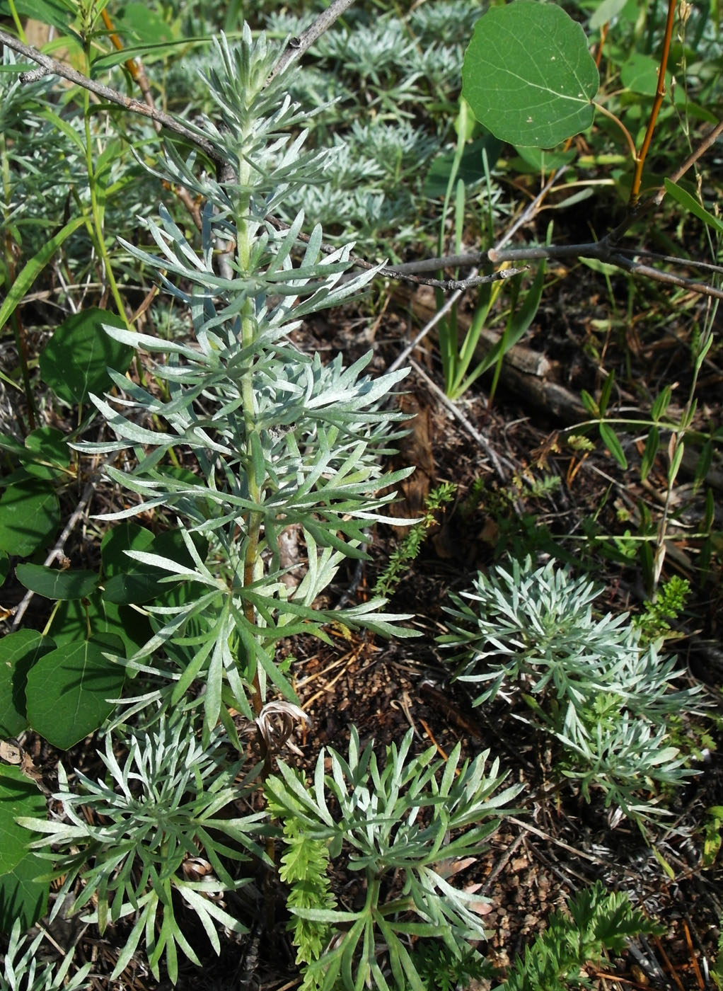 Изображение особи Artemisia sericea.