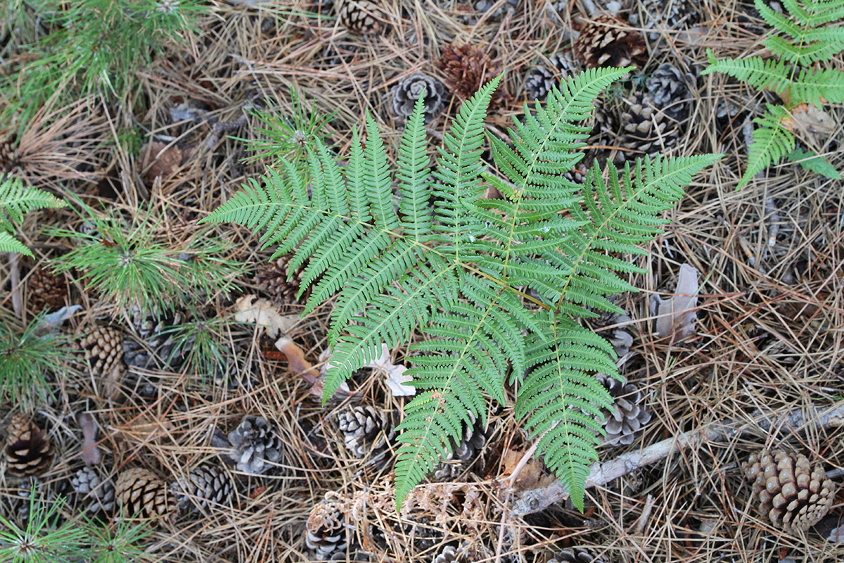 Изображение особи Pteridium tauricum.