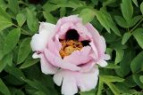 Paeonia suffruticosa