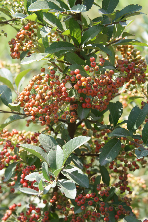 Изображение особи Pyracantha crenulata.