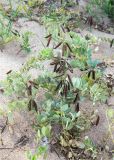 Lathyrus japonicus ssp. maritimus