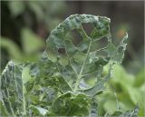 Brassica разновидность botrytis