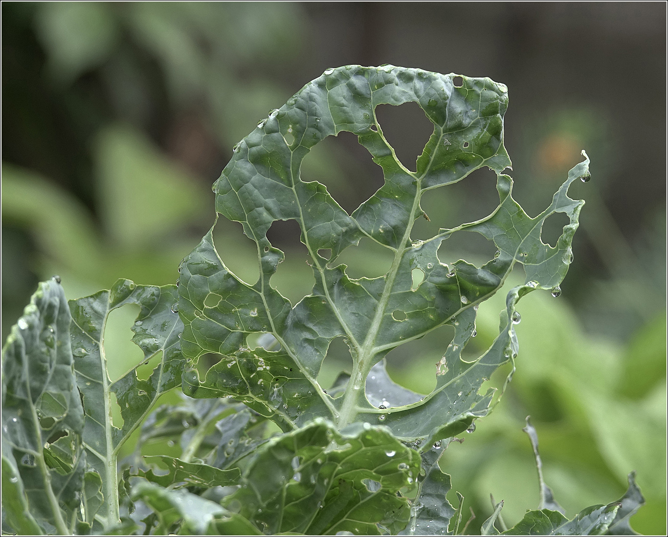 Изображение особи Brassica oleracea var. botrytis.