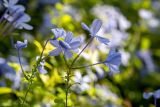 Plumbago auriculata