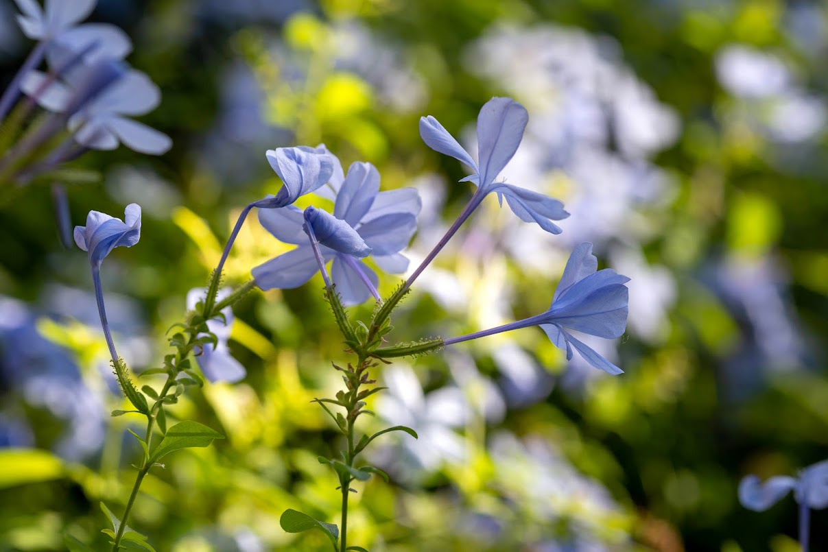 Image of Plumbago auriculata specimen.