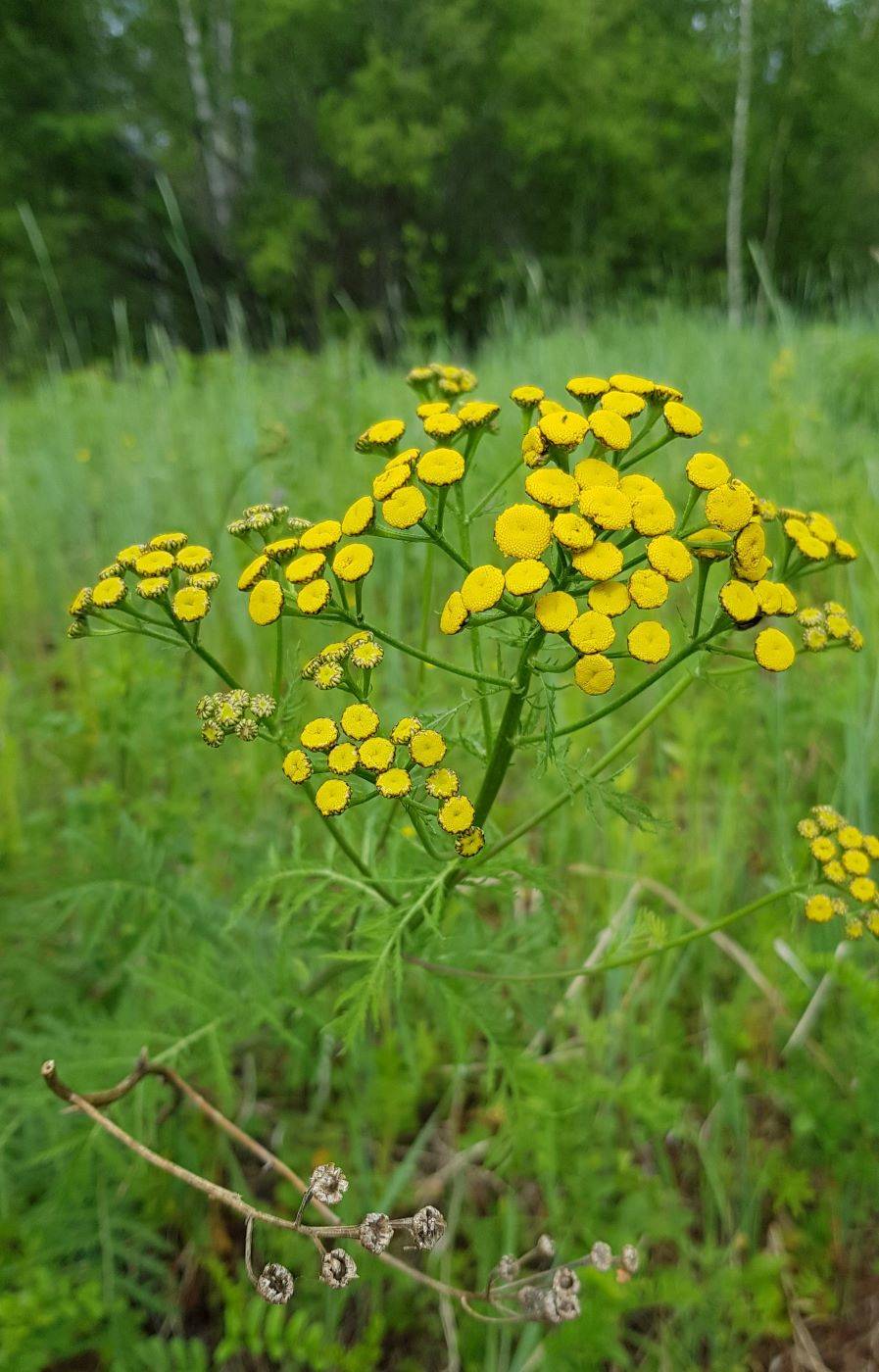 Image of Tanacetum vulgare specimen.