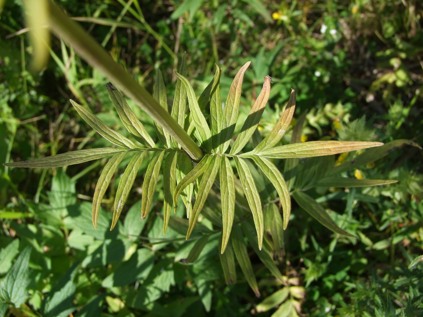 Image of Valeriana transjenisensis specimen.