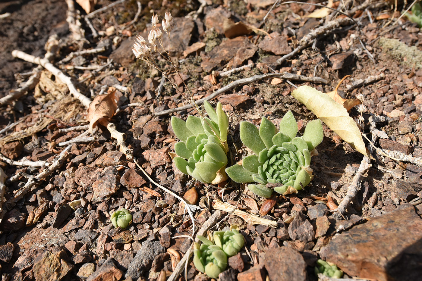 Изображение особи Rosularia platyphylla.