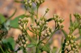 Achillea alpina. Верхушка побега с распускающимися соцветиями. Приморье, окр. г. Находка, залив Восток, каменистый пляж. 27.07.2021.