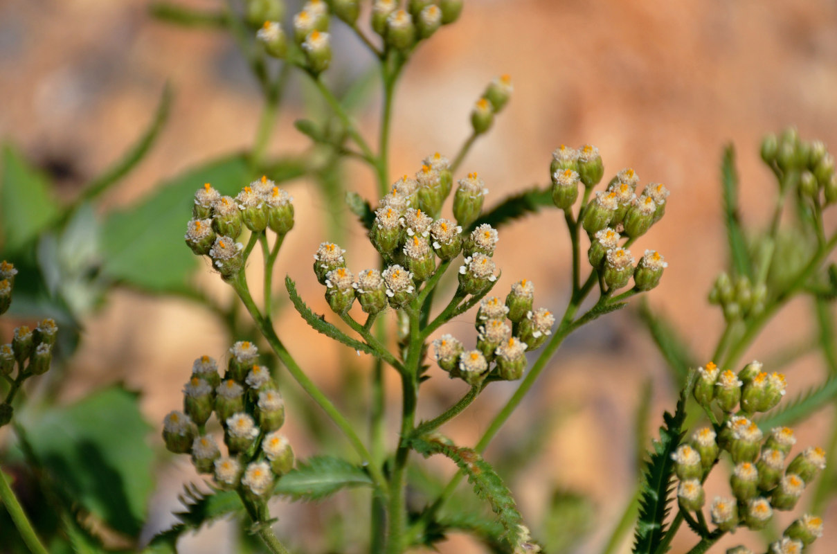 Image of Achillea alpina specimen.