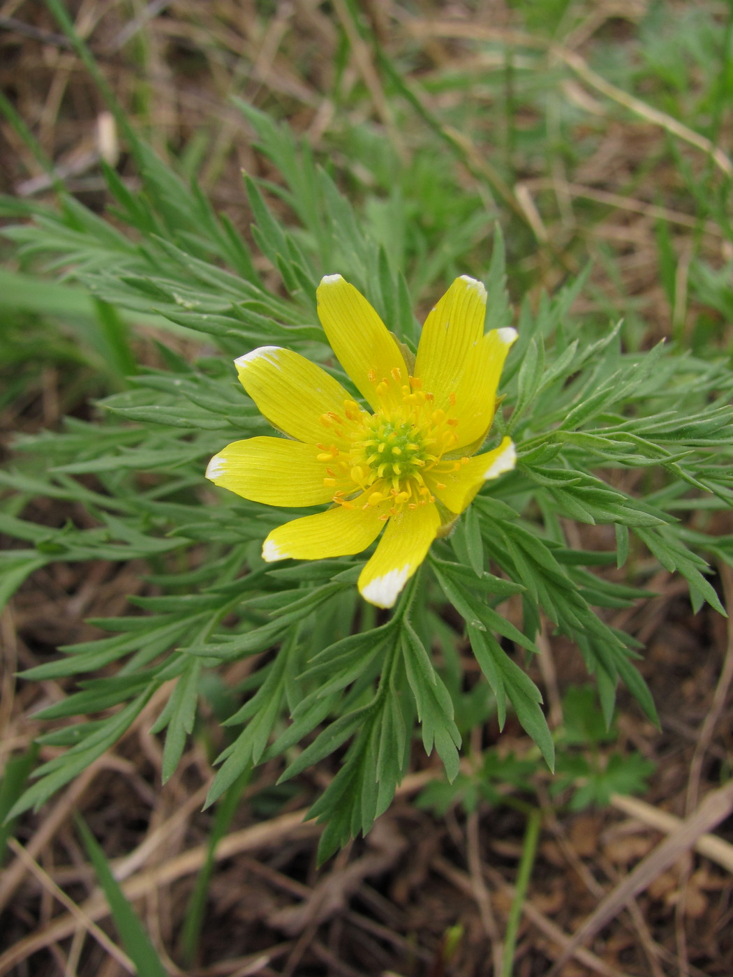 Image of Adonis villosa specimen.